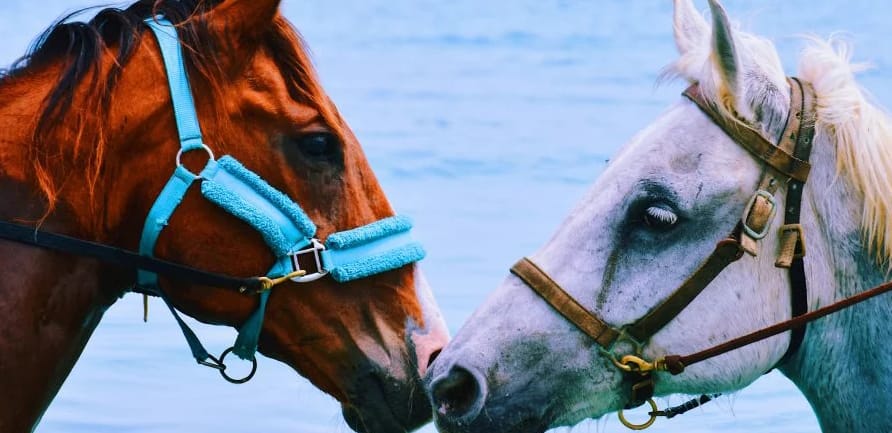 activities in sint maarten horse riding during your stay at the hills residence simpson bay sint maarten vacation rentals